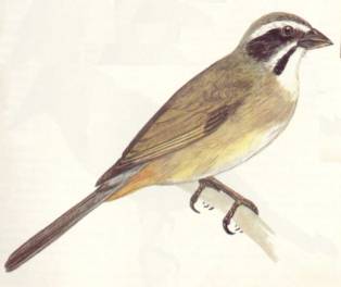 Trinca Ferro