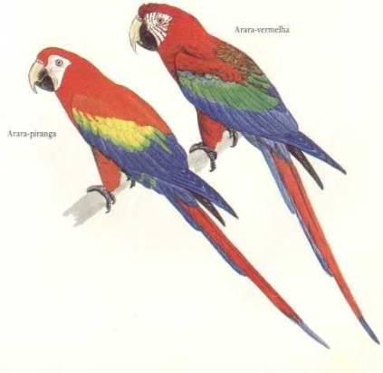 Arara-piranga e Arara-vermelha