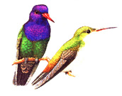Beija-flor-roxo
