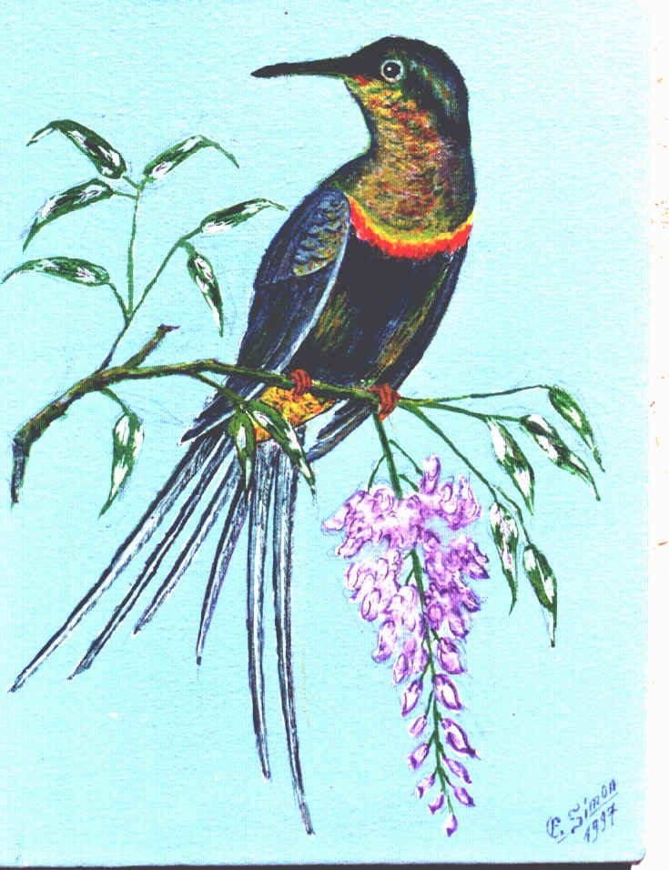Beija-flor-langsdorfi com glic�nia