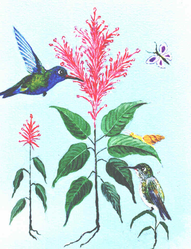 Beija-flor-verde-do-peito-azul e Beija-flor-besourinho