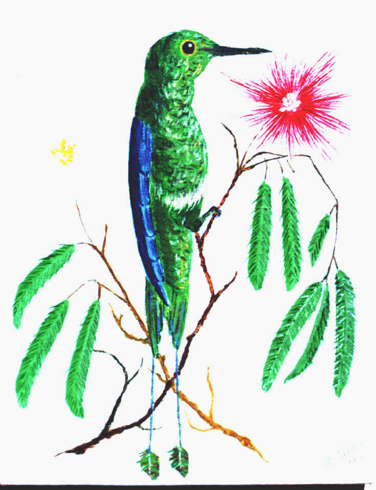 Beija-flor-tesoura-longicauda com calliandra vermelha e branca