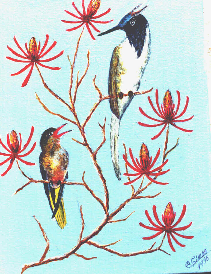 Beija-flor-de-ouro com suin�-do-litoral