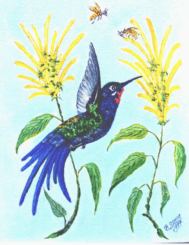 Beija-flor-tesour�o com justicia amarela