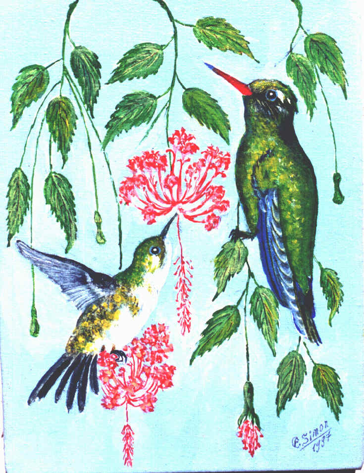 Beija-flor-verde e Beija-flor-furtacor com hibisco crespo