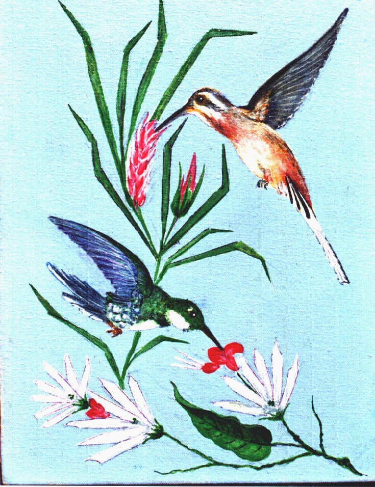 Beija-flor-de-rabo-branco e Beija-flor-verde-de-peito-branco com cravo do mato e l�grimas de cristo