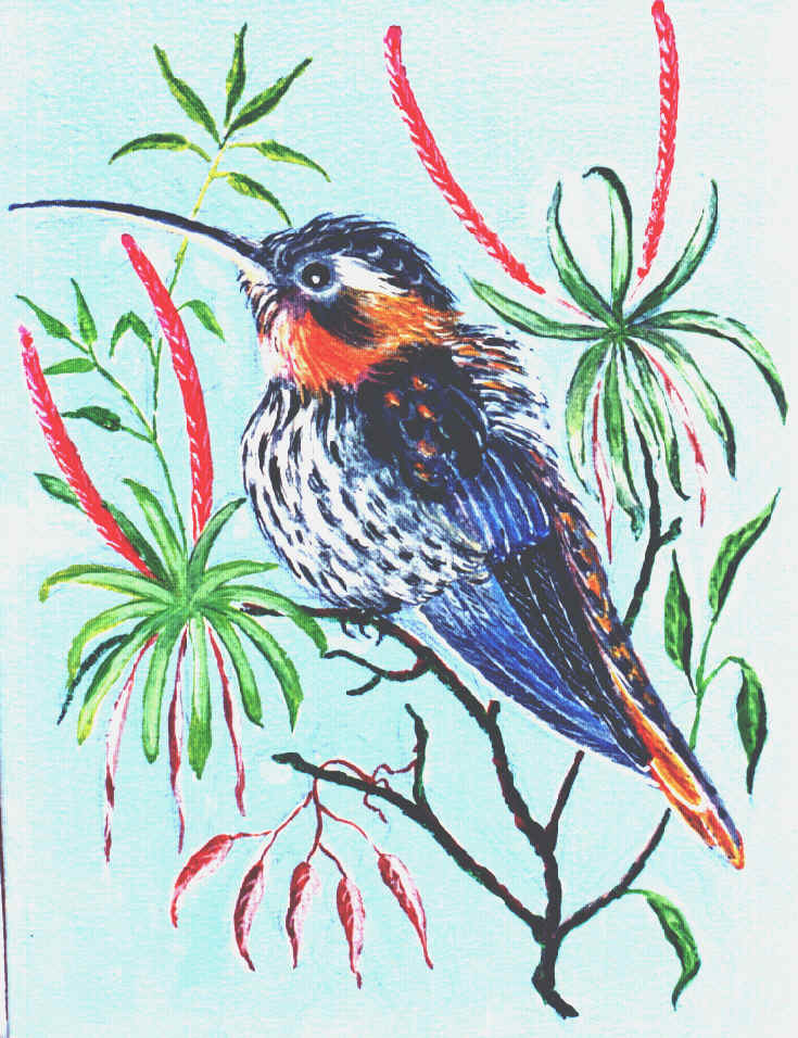 Filhote de Beija-flor-grande-do-mato com brom�lias