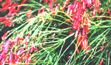Russelia_equisetiformis