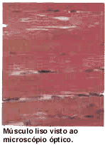 musc1.gif (8591 bytes)