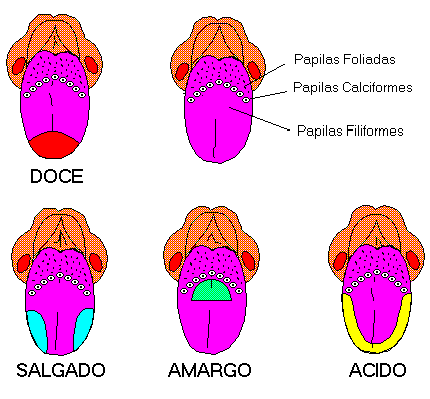 Gustação