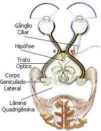 Vista superior - OLHOS