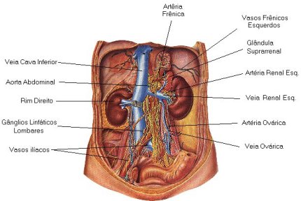 Aparelho Circulat&oacute;rio ( regi&otilde;es ) - Abdominal