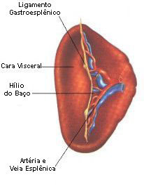 BA&Ccedil;O - Vista Interna