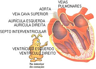 Sec&ccedil;&atilde;o - No Interior do ...
