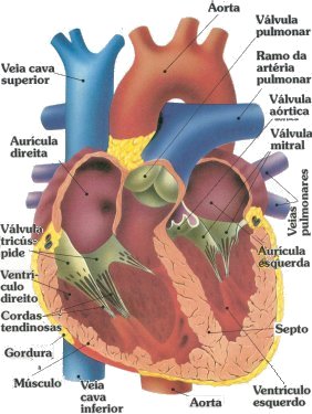 cora&ccedil;&atilde;o