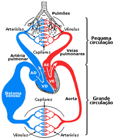 Esquema Circ.