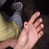 carinho_no_mosquito.jpg (40184 bytes)