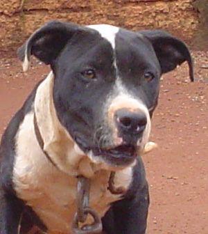Aroeira’s Canudo