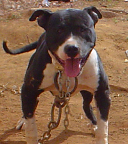 Aroeira’s Cartucho