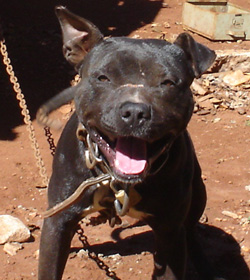 Aroeira’s Espeto