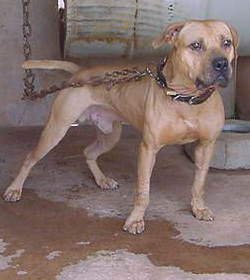 Aroeira's Faísca