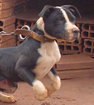 Aroeira's Frajola