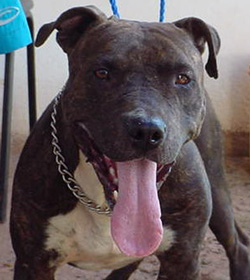 Aroeira’s Guapo