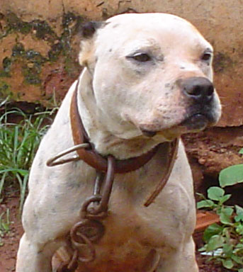 Aroeira's Jocko