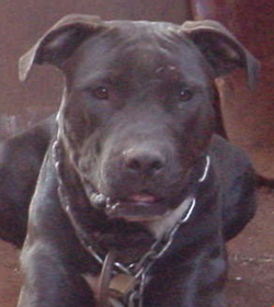 Aroeiras Saru Jr