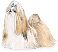 Clique para saber mais sobre a raça Shih-Tzu
