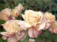 Anastasia_rose-brides-bloom.jpg (28103 bytes)