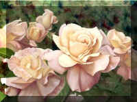 Anastasia_rose-brides-bloom.jpg (28103 bytes)