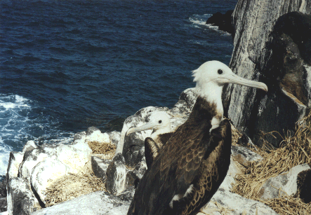 Fregata magnificens (Fragata)