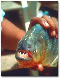 Para pescar piranhas, peixe carnvoro que ataca ao sentir cheiro de sangue, o pesqueiro ideal  o rio Pixaim, nas proximidades de Porto Jofre.