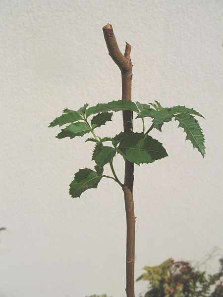 aroeira-pimenteira