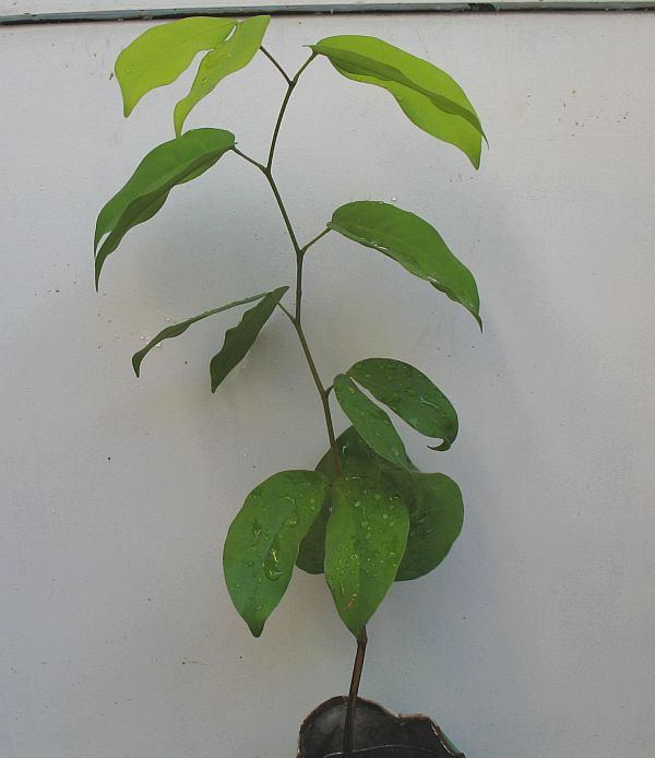 muda de jatob�