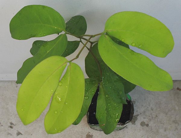 muda de jatob�