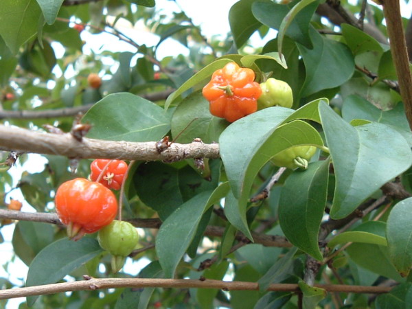 ramo com frutos