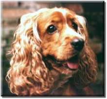 Cocker Spaniel