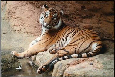 Tigre