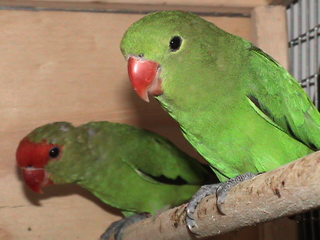 Casal de tarantas