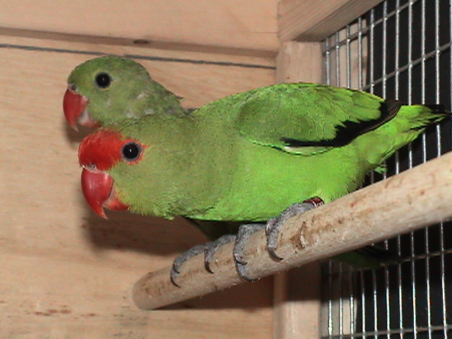 Casal de tarantas