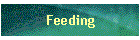 Feeding