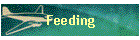 Feeding