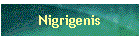 Nigrigenis