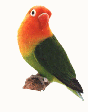 Fischer verde