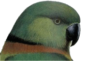 Swinderniana