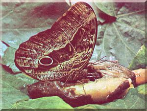 Figura 1: Corujo, borboleta do sudeste do Brasil