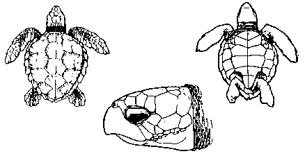 carapaa