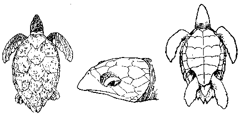 carapaa